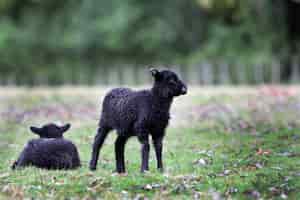 Photo gratuite plan horizontal de deux petits agneaux noirs recouverts de laine épaisse à cornwall park, nouvelle-zélande