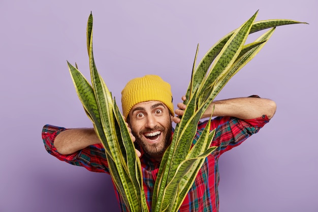 Photo gratuite plan horizontal d'heureux hipster mal rasé habillé en chapeau jaune, chemise à carreaux, pousse des plantes d'intérieur, s'intéresse à la botanique, sourit joyeusement, isolé sur un mur violet. fleuriste avec sansevieria