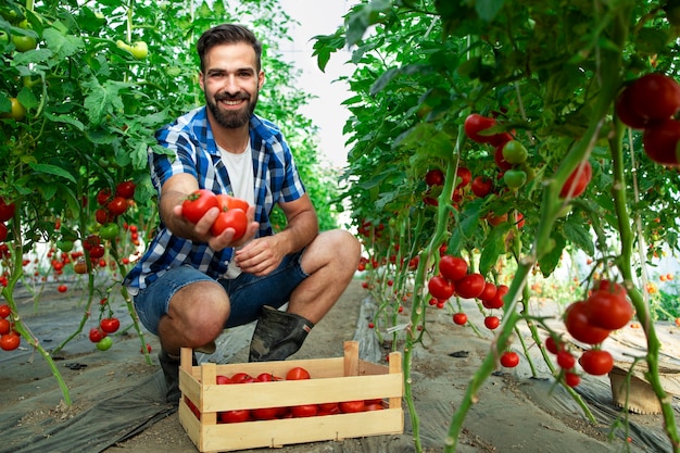 Plan d'un jeune agriculteur barbu tenant des tomates dans sa main en se tenant debout dans une serre de jardin de ferme d'aliments biologiques