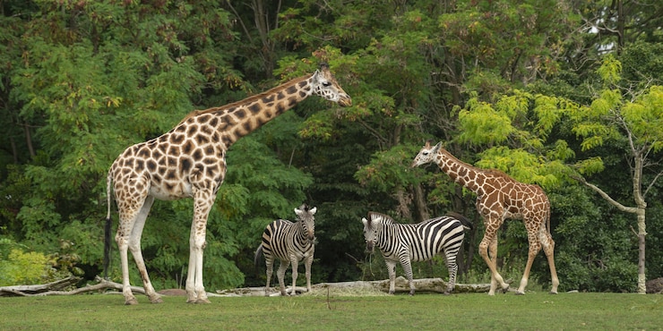 Photo gratuit plan large d'un bébé girafe près de sa mère et de deux zèbres aux arbres verts