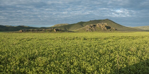 Plan large d'un champ avec des plantes vertes et des montagnes au loin sous un ciel bleu nuageux