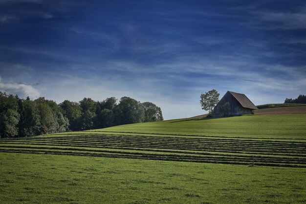 Plan large d'une maison isolée dans le champ d'herbe entouré d'arbres verts sous le ciel nuageux