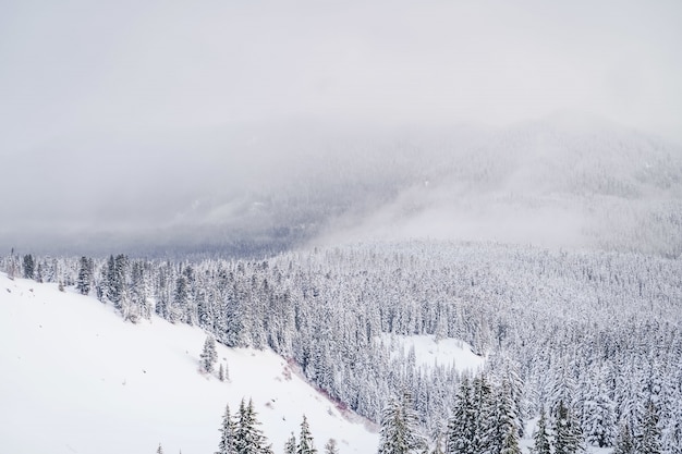 Plan large de montagnes remplies de neige blanche et de tonnes d'épinettes