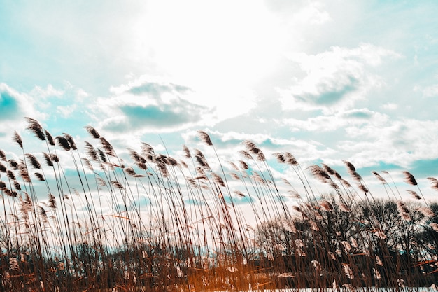 Plan Large De Phragmites Dans Un Vent Avec Ciel Nuageux