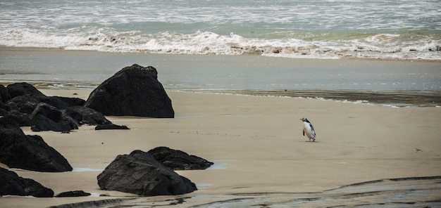 Plan large d'un pingouin près de rochers noirs sur une côte de sable au bord de la mer