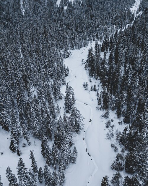 Plan large d'une route entourée de pins avec un ciel bleu en hiver