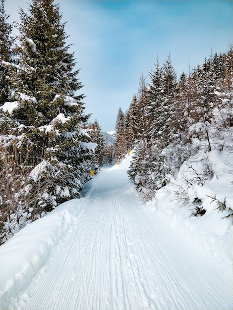 Plan large d'une route entourée de pins avec un ciel bleu en hiver