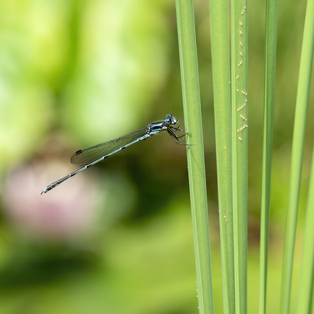 Photo gratuite plan macro d'une contagion assis sur une feuille