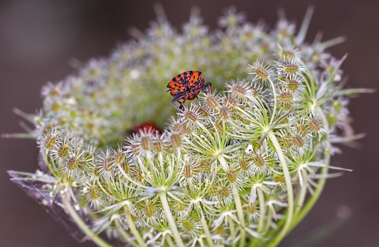 Photo gratuit plan macro d'un graphosoma lineatum sur une fleur