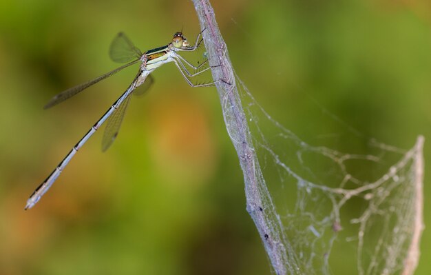 Plan macro sur une libellule sur une branche d'arbre contre un vert a