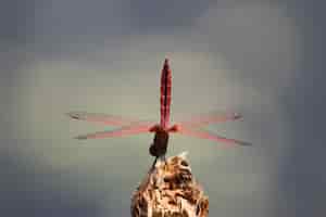 Photo gratuite plan macro sur une libellule rouge sur une vieille texture d'arbre