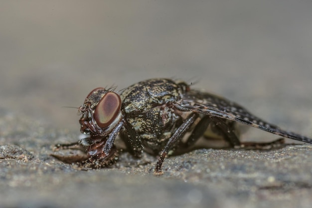 Plan macro sur une mouche au sol