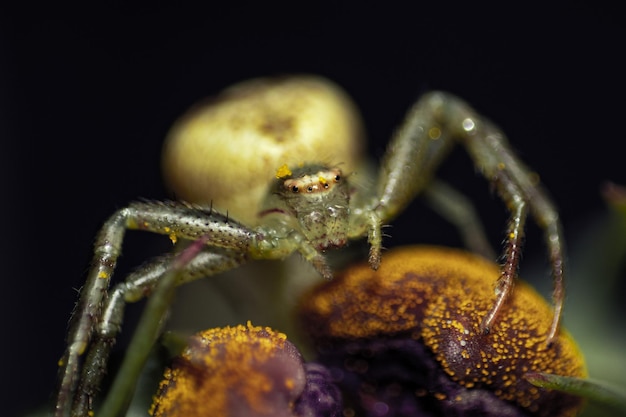 Photo gratuite plan macro sur une petite araignée