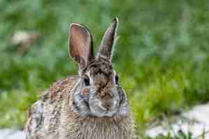 Photo gratuite plan d'un mignon lapin brun assis sur le terrain couvert d'herbe