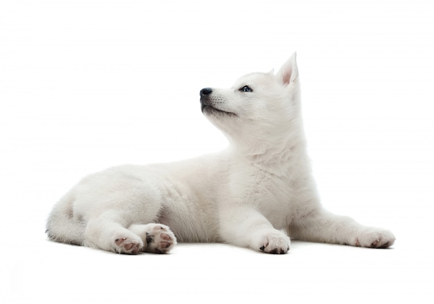 Plan d'un mignon petit chiot husky sibérien blanc couché en regardant la surface sur le côté isolé sur blanc.