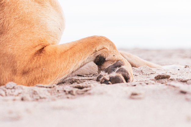 Plan des pattes mignonnes d'un chien domestique brun sur le sol couvert de sable