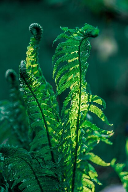 Plan des plantes fleuries de la fougère d'autruche