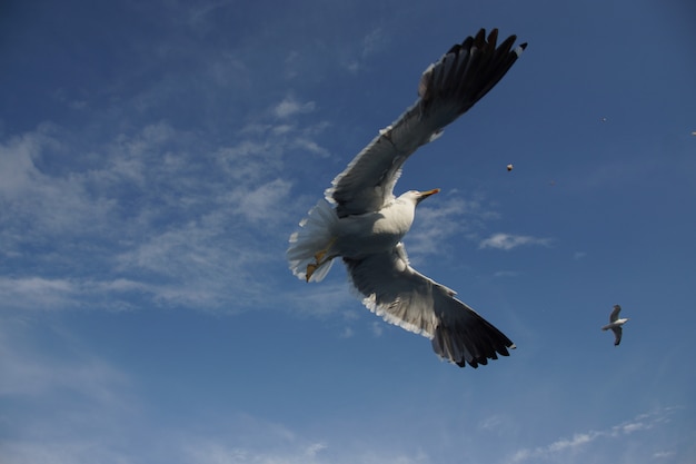 Plan rapproché bas angle d'un beau balbuzard pêcheur sauvage avec de grandes ailes volant haut dans le ciel