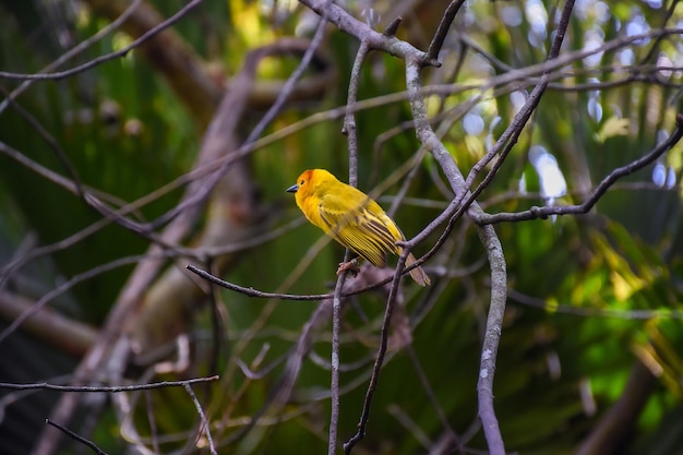 Plan rapproché d'un bel oiseau de pinson de safran perché sur une branche d'arbre