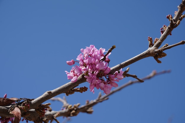 Plan rapproché faible angle de fleurs roses sur une branche d'arbre sous un ciel bleu clair