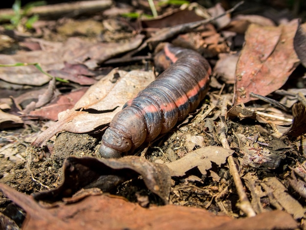 Photo gratuite plan rapproché d'une grande chenille brune de mite avec un li rouge