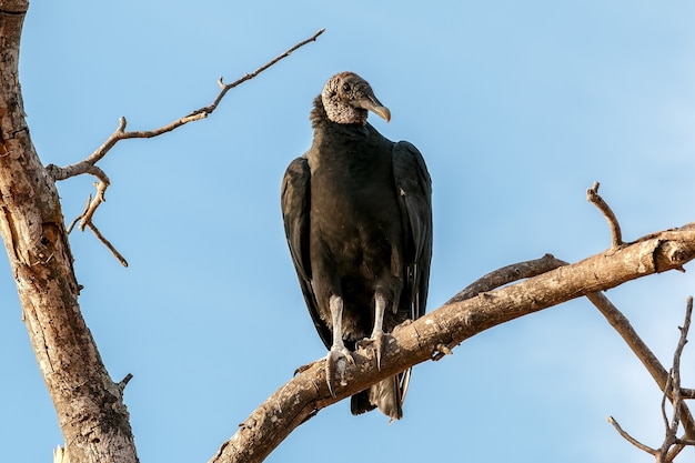 Plan rapproché d'un moindre vautour à tête jaune perché sur une branche d'arbre sous la lumière du soleil