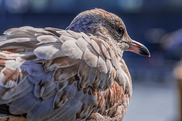 Plan rapproché d'une mouette au sol sous la lumière du soleil sur une scène floue