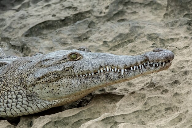 Plan rapproché d'une partie de la tête d'un crocodile mis sur le sable