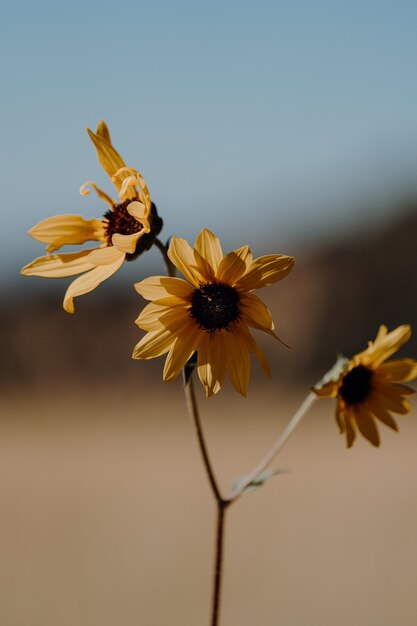 Plan Rapproché Vertical D'une Belle Branche Avec Trois Fleurs Jaunes