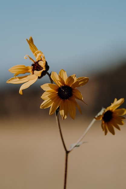 Plan rapproché vertical d'une belle branche avec trois fleurs jaunes