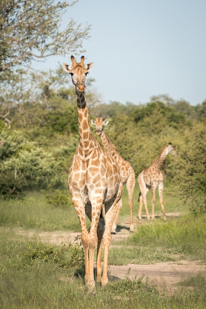 Plan rapproché vertical de jolies girafes marchant parmi les arbres verts dans le désert