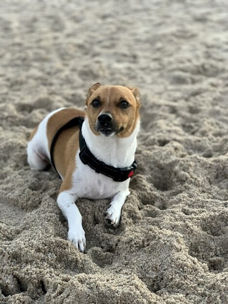 Plan rapproché vertical d'un mignon Jack Russell allongé sur le sable dans la plage