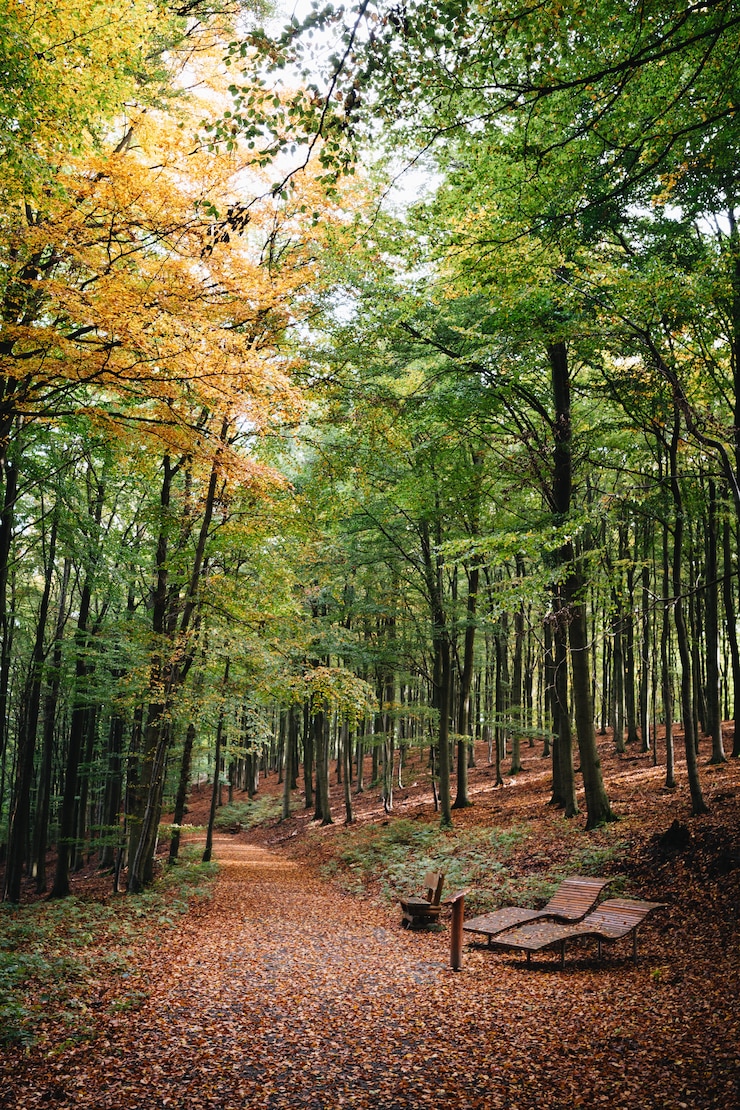 Photo gratuit plan vertical d'un beau chemin couvert d'arbres d'automne dans un parc avec deux bancs à l'avant