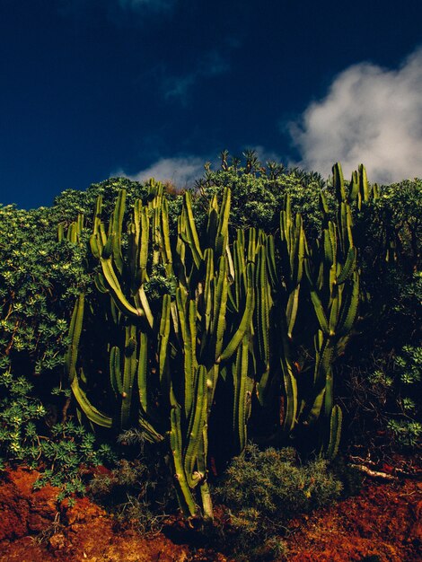 Plan vertical de cactus entouré de plantes avec un ciel bleu foncé