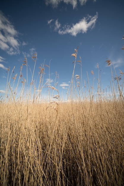 Plan vertical d'un champ de hautes herbes jaunes sèches avec le ciel calme et lumineux en arrière-plan