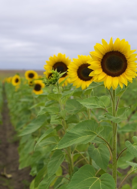 Plan vertical d'un champ de tournesol en fleurs - idéal pour le papier peint