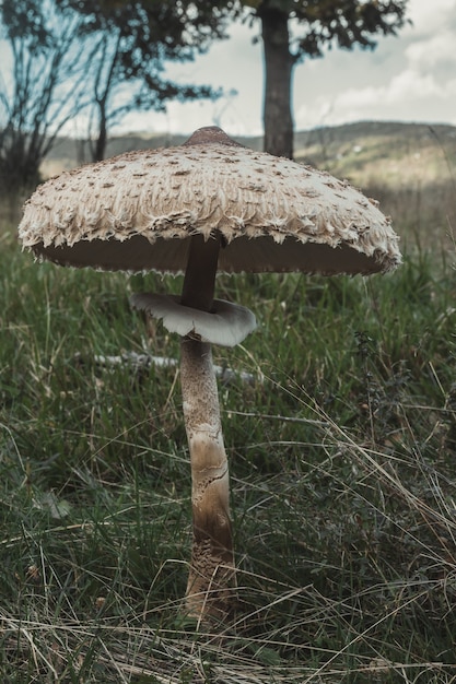 Plan vertical de champignon parasol dans la nature