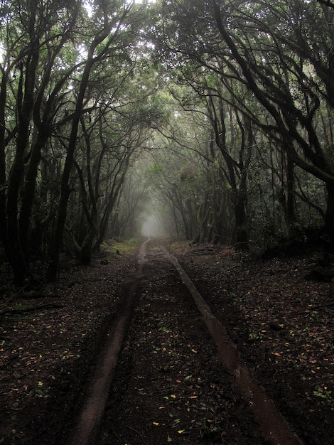 Plan vertical d'un chemin boueux au milieu de grands arbres avec un brouillard