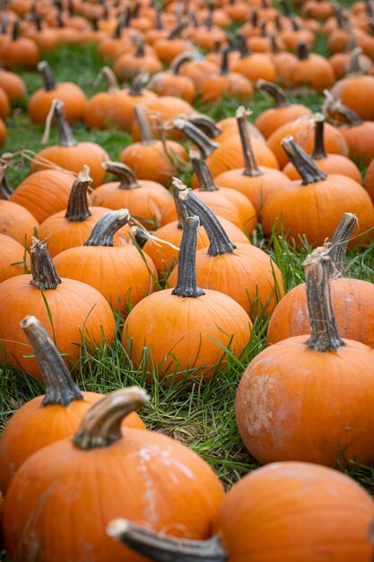 Plan vertical de citrouilles récoltées sur une herbe