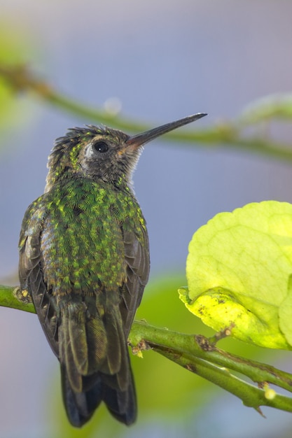 Plan vertical d'un colibri abeille vert potelé debout sur une branche mince avec des feuilles