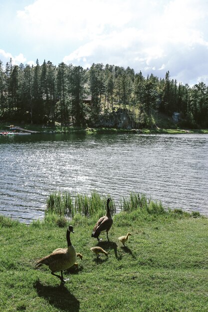 Plan vertical de deux canards avec des canetons debout sur l'herbe près de l'eau