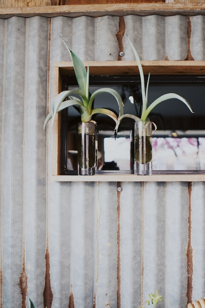 Plan vertical de deux plantes dans des pots en verre verticaux