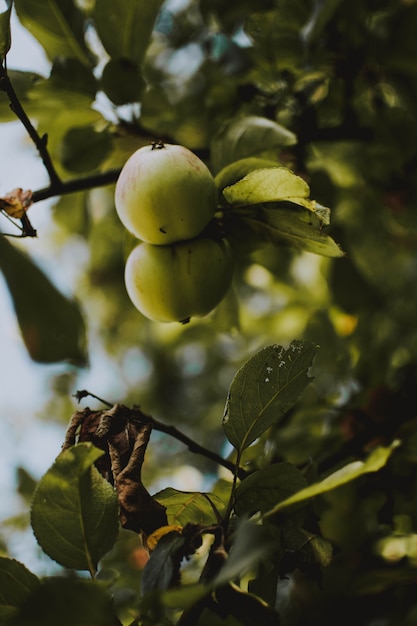 Plan vertical de deux pommes vertes sur une branche d'arbre