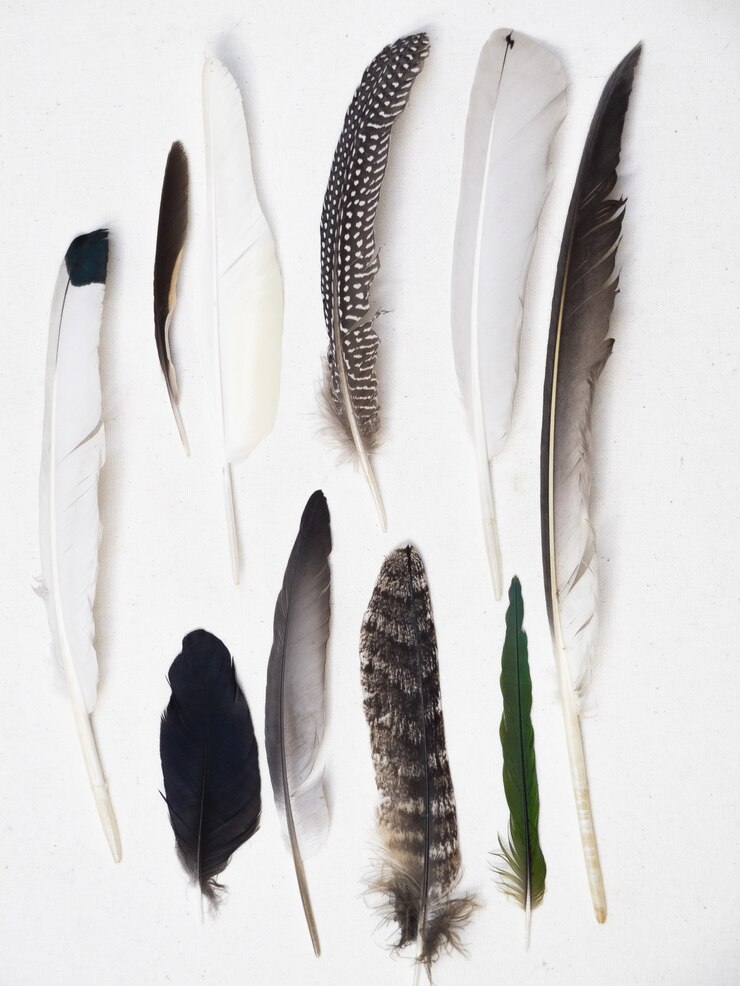 Photo gratuit plan vertical de différentes plumes