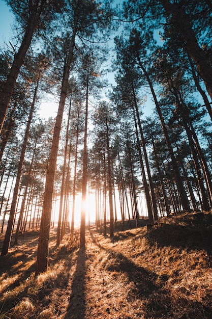 Plan vertical du soleil qui brille à travers les arbres dans une forêt prise à Oostkapelle, Pays-Bas