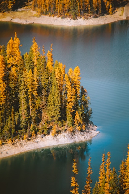 Plan vertical de l'eau au milieu des rives avec de grands arbres à feuilles jaunes