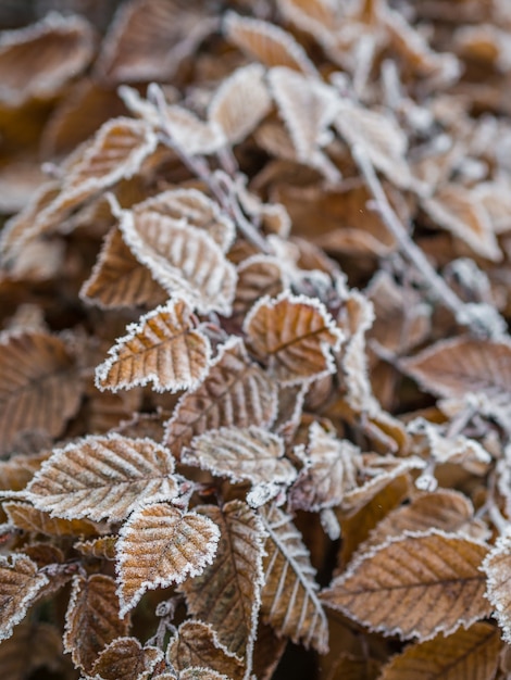 Photo gratuite plan vertical de feuilles gelées attachées aux branches