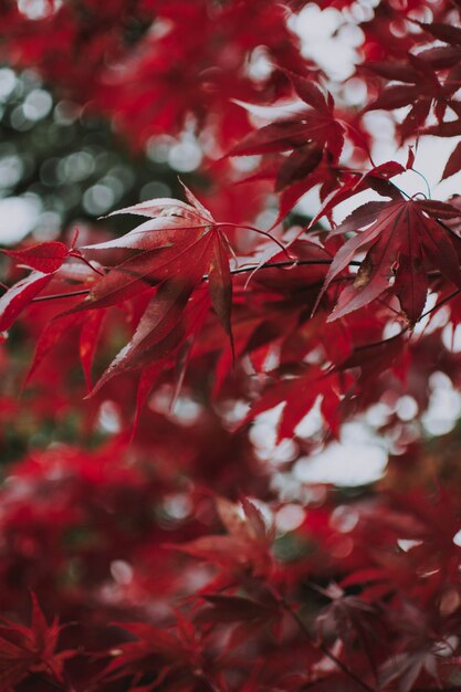 Plan vertical de feuilles rouges