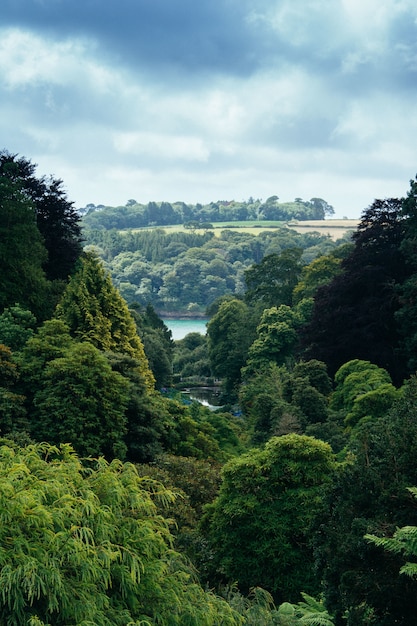 Plan vertical d'une forêt épaisse et d'une rivière