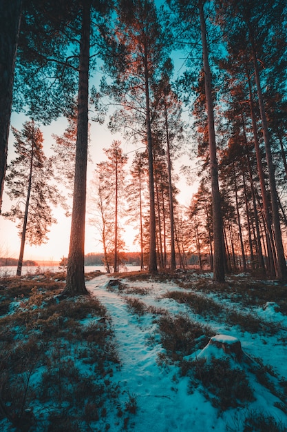 Photo gratuite plan vertical des grands arbres sur une colline couverte de neige capturée en suède